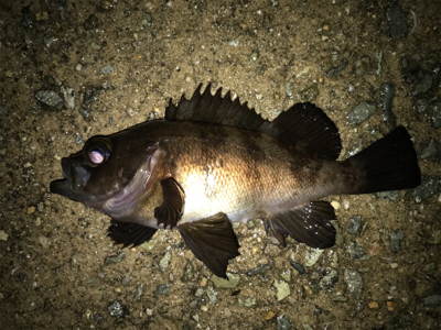 2021ライトゲーム第11戦