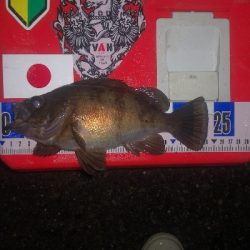 アジング練習　281 ABU スローテーパーロッド