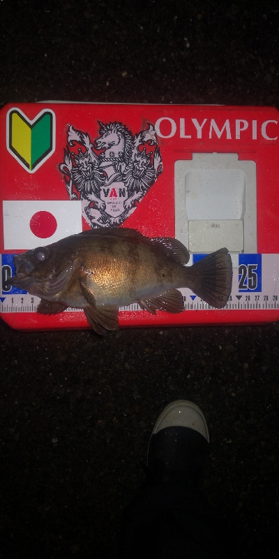 アジング練習　281 ABU スローテーパーロッド