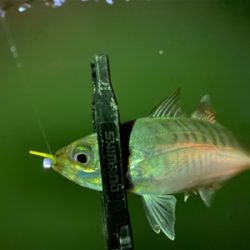 ベタ凪からの強風アジング