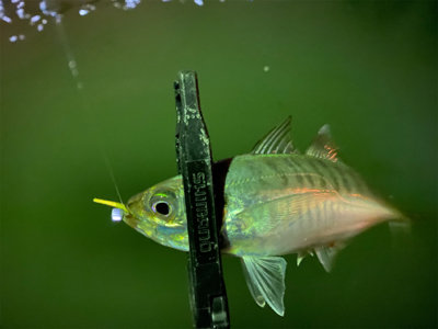 ベタ凪からの強風アジング