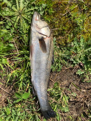 日の出直前にシーバス