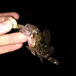 渋い中の一匹！