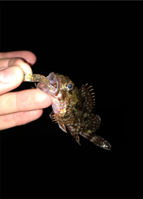 渋い中の一匹！