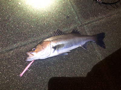 バチ抜けシーバス