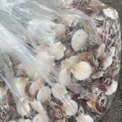 今シーズン最初のオフショア