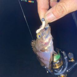 Fシステム最高！