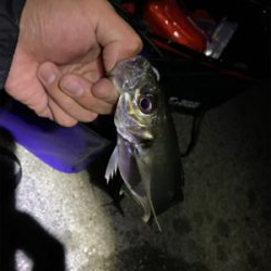 アジング、メバリングからアナゴ