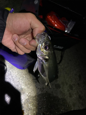 アジング、メバリングからアナゴ