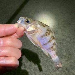 明石でメバリング