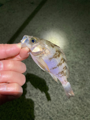 明石でメバリング