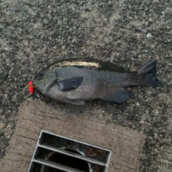 まさかのブラクリで！