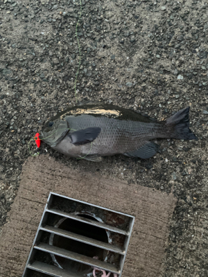 まさかのブラクリで！