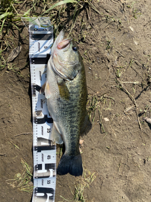 今年初50アップ！