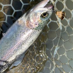 エリアトラウト