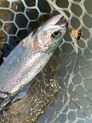 エリアトラウト