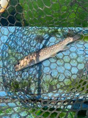 栃木市総合運動公園フィッシングフィールド