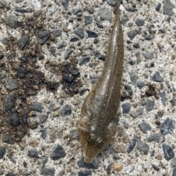 ゆったり休日の堤防キス釣り！！