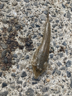 ゆったり休日の堤防キス釣り！！