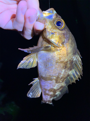 メタルジグでアジング解禁！