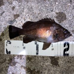 メバル好調です