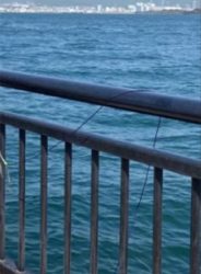 乗っこみ？チヌ