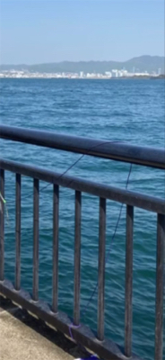 乗っこみ？チヌ