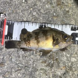 Fシステム+熟成アクアは餌釣り?