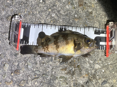 Fシステム+熟成アクアは餌釣り?