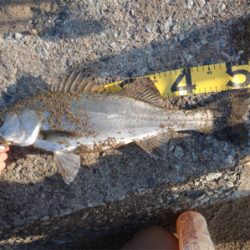 胃袋の中にベイトが40匹以上！