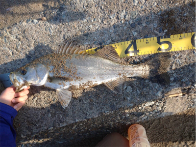 胃袋の中にベイトが40匹以上！