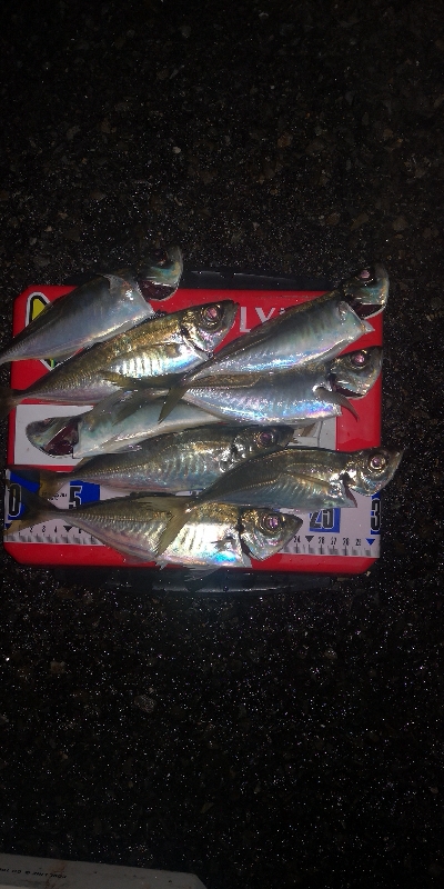 アジング練習　282　21カルディアFC LT1000S