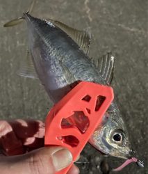 マスビートブチ曲がり〜♪