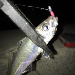 久しぶりのアジング(^｡^)