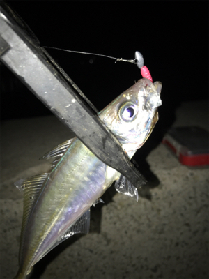 久しぶりのアジング(^｡^)