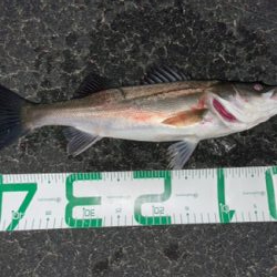 春のシーバスシーズン到来