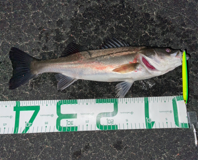 春のシーバスシーズン到来