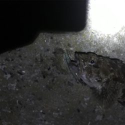 シーバス釣行のはずが