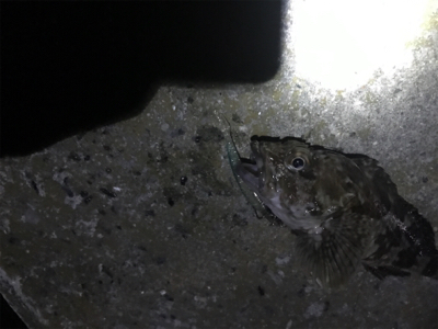 シーバス釣行のはずが