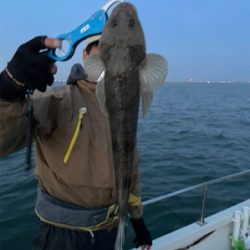 マゴチ　シーバス