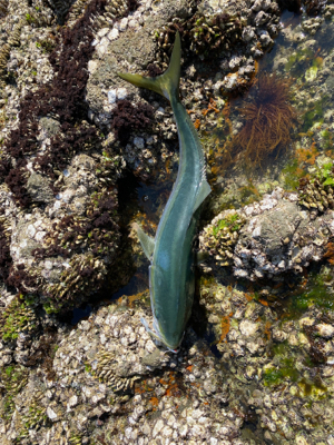 2連チャンで！！