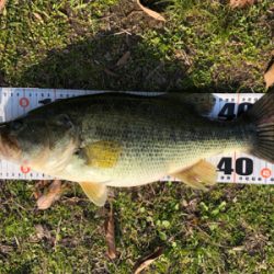 スモラバのカバー撃ち