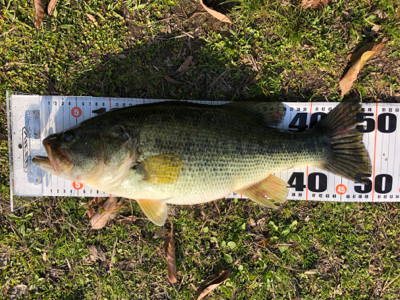 スモラバのカバー撃ち