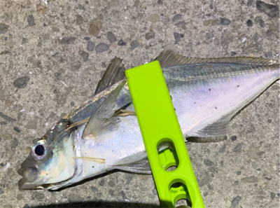 釣れると焦ります。