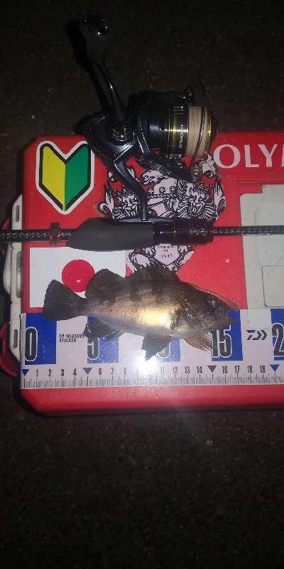 アジング練習　283　21アルテグラC2000S