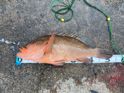 いつものポイント