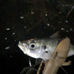 アジング練習　284　