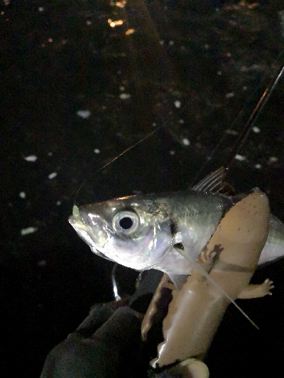 アジング練習　284　