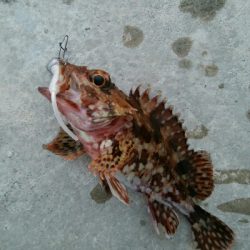 小カサゴ2匹、アナハゼ1匹