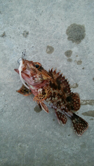 小カサゴ2匹、アナハゼ1匹